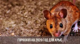 Гороскоп на 2020 для Крысы