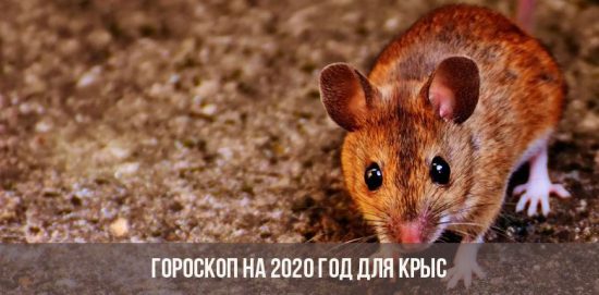 Гороскоп на 2020 для Крысы