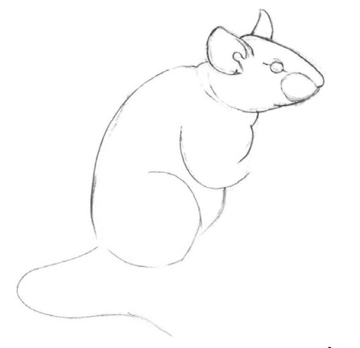 Как нарисовать крысу карандашом