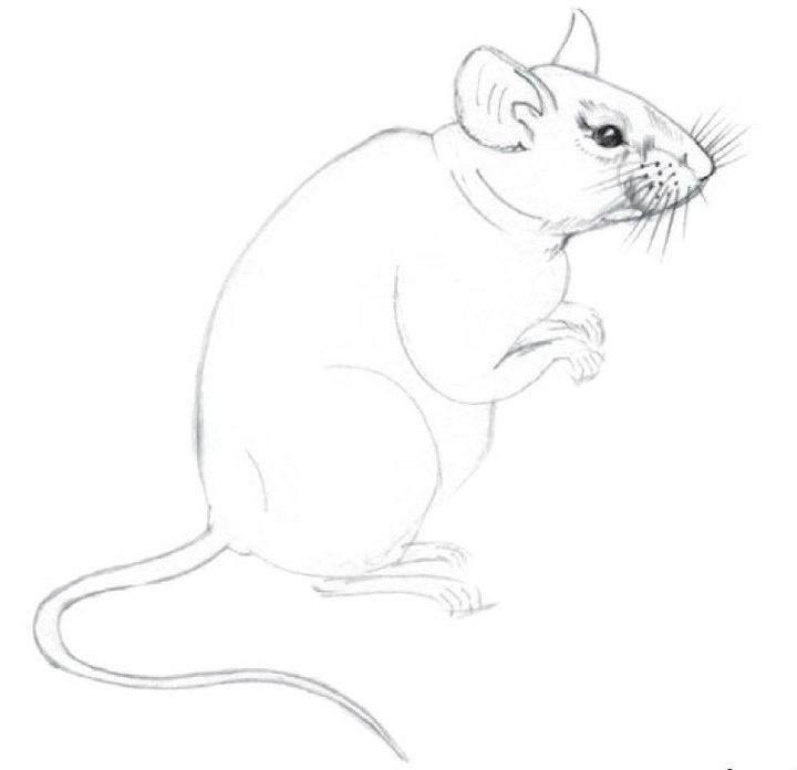Как нарисовать крысу карандашом