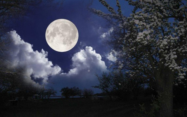 луна над деревьями