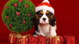 собака в красном колпаке среди подарков