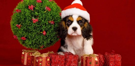 собака в красном колпаке среди подарков