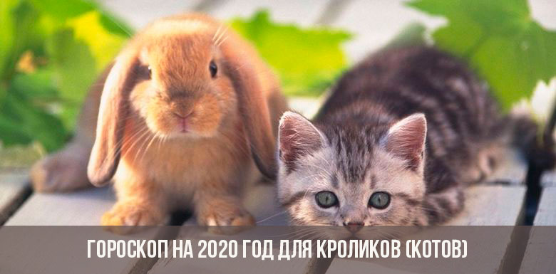 Гороскоп на 2020 год для Кроликов (Котов)