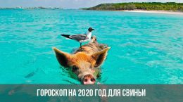 Гороскоп на 2020 год для Свиньи