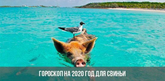 Гороскоп на 2020 год для Свиньи