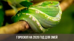 Гороскоп на 2020 год для Змей