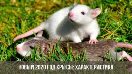 Год Крысы 2020