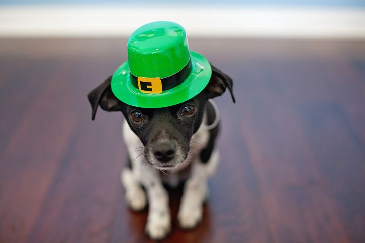 Щенок в зеленой шляпе