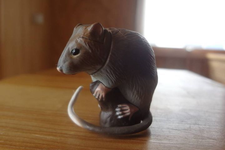 Мышь из шоколада