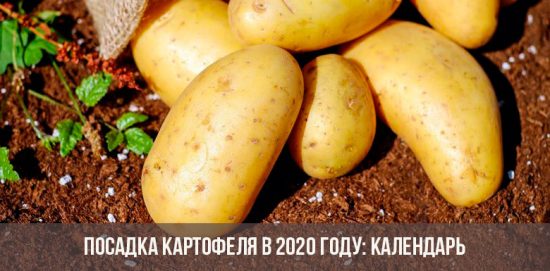 Посадка картофеля в 2020 году: календарь