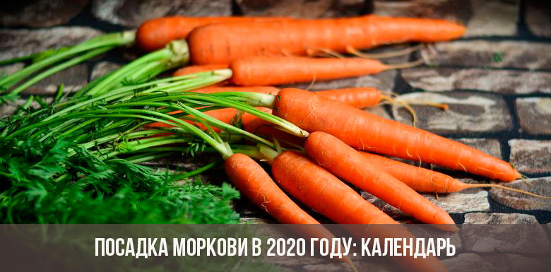 Посадка моркови в 2020 году
