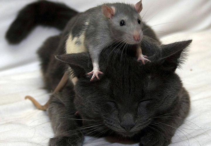 Крыса сидит на спящей кошке